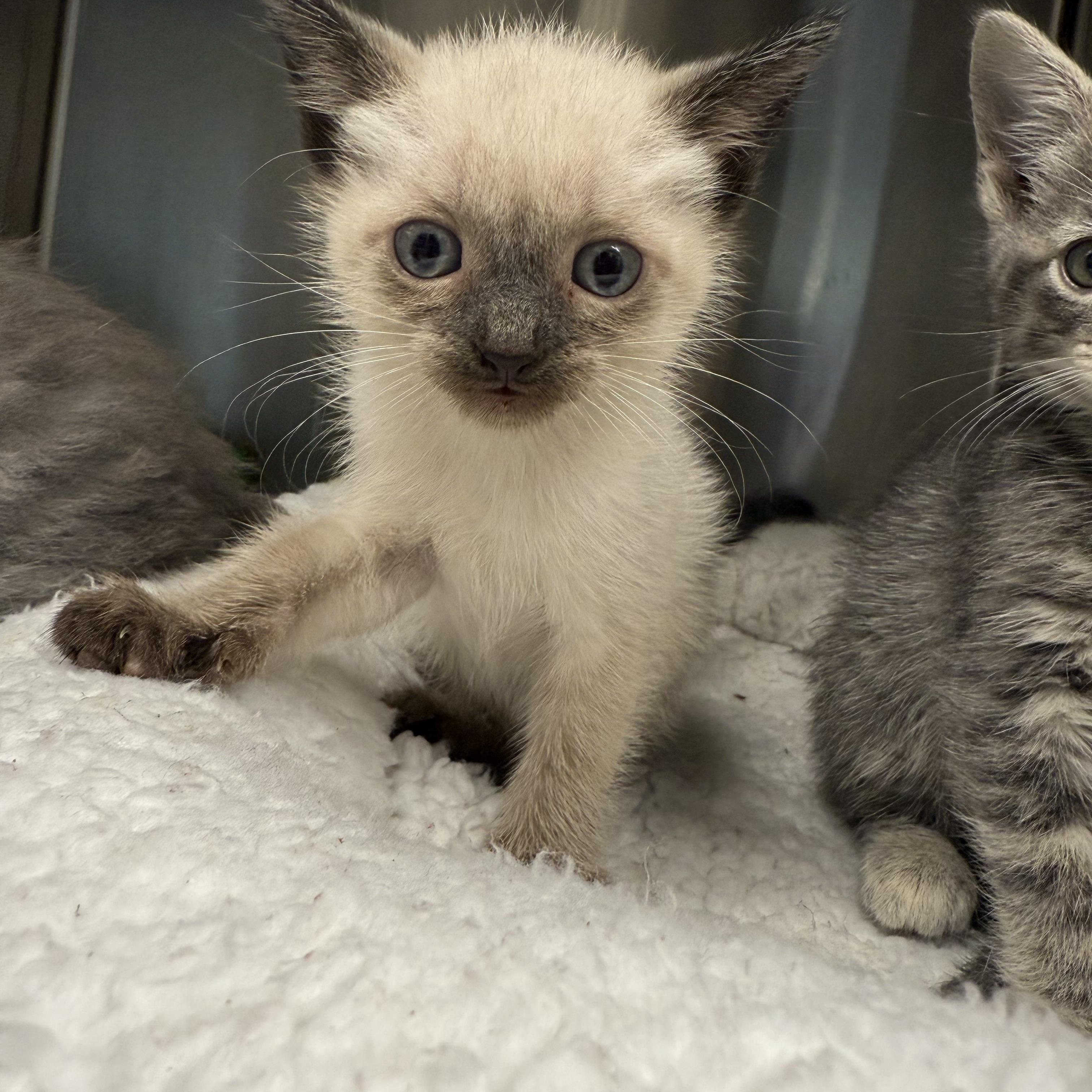 Reeses Puffs (Not big enough to go home)