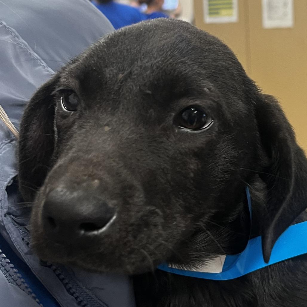 Max, Adoptable, Puppy Male Black Labrador Retriever & Mixed Breed.