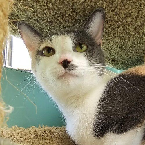 Dior 5839 C, Adoptable, Adult Female Domestic Short Hair.