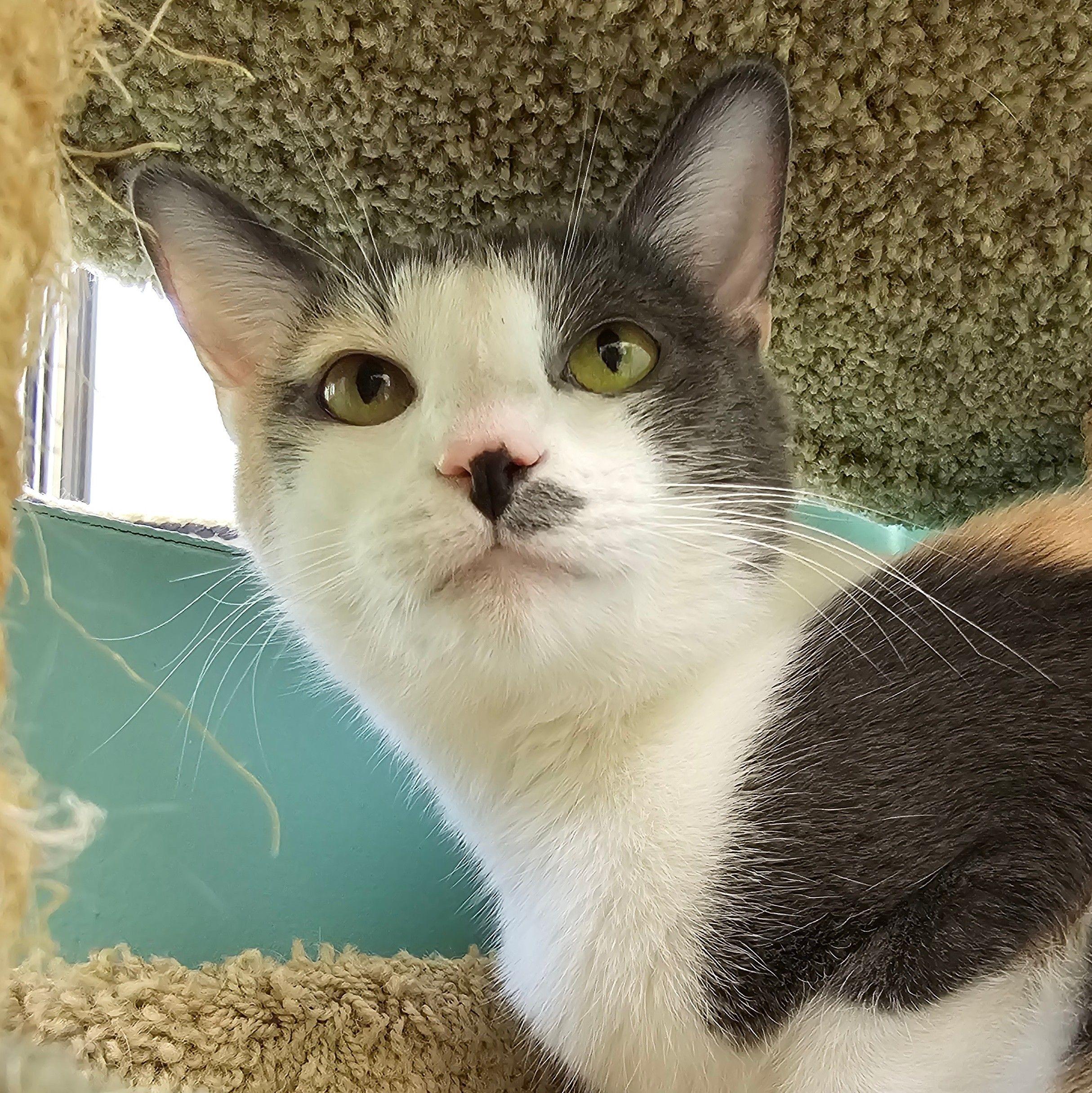 Dior 5839 C, Adoptable, Adult Female Domestic Short Hair.