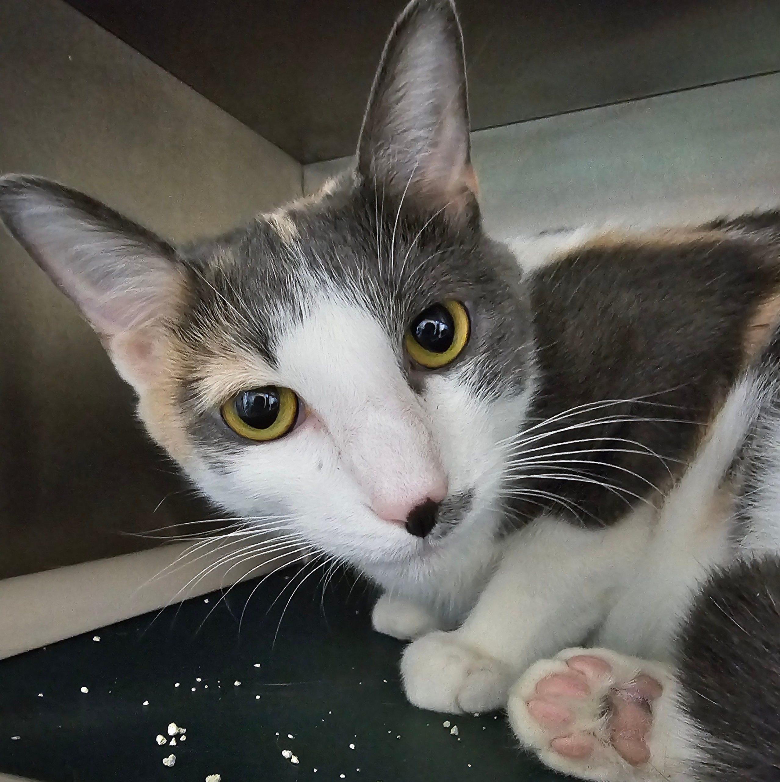 Dior 5839 C, a Adoptable Domestic Short Hair in Frankfort, KY image 1/5