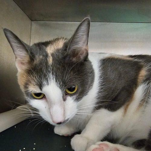 Dior 5839 C, Adoptable, Adult Female Domestic Short Hair.