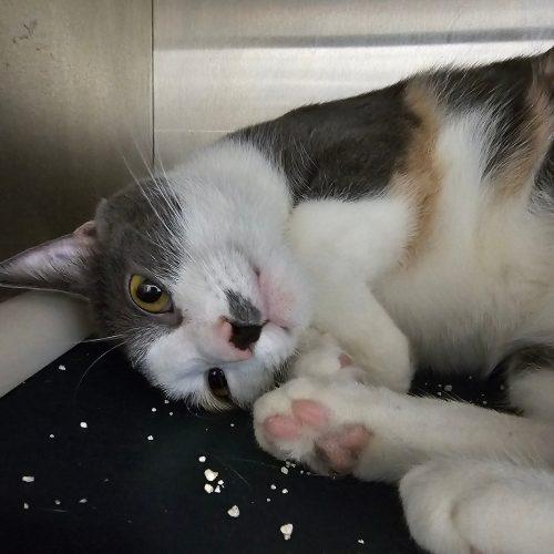 Dior 5839 C, Adoptable, Adult Female Domestic Short Hair.
