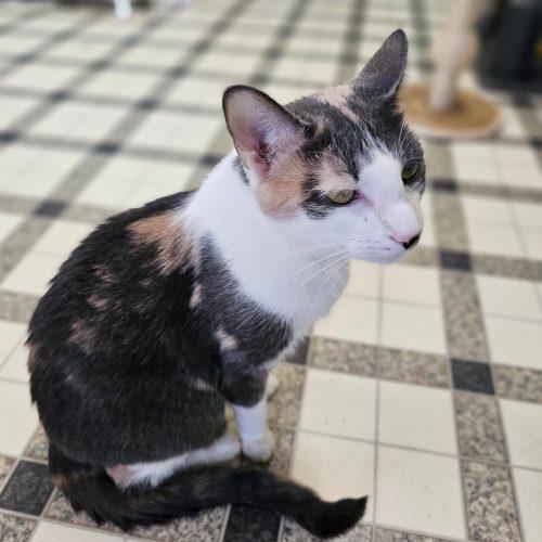 Enlarge Dior 5839 C, a Adoptable Domestic Short Hair in Frankfort, KY image 4/5