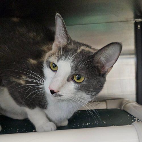 Dior 5839 C, a Adoptable Domestic Short Hair in Frankfort, KY image 5/5