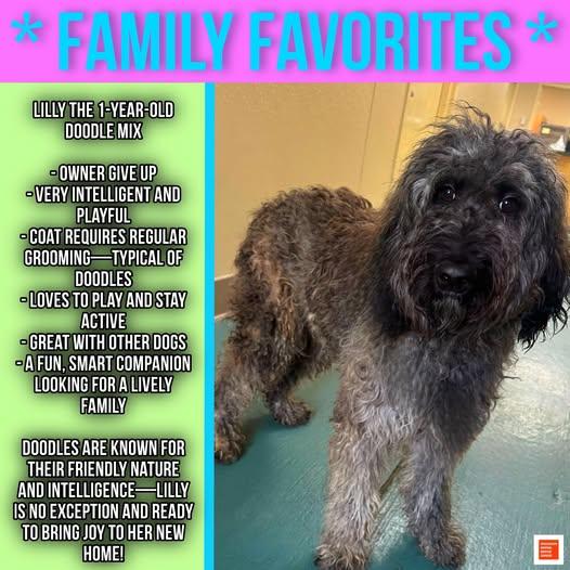 Enlarge Lilly, a ADOPTABLE Labradoodle in Jackson, MS image 1/1