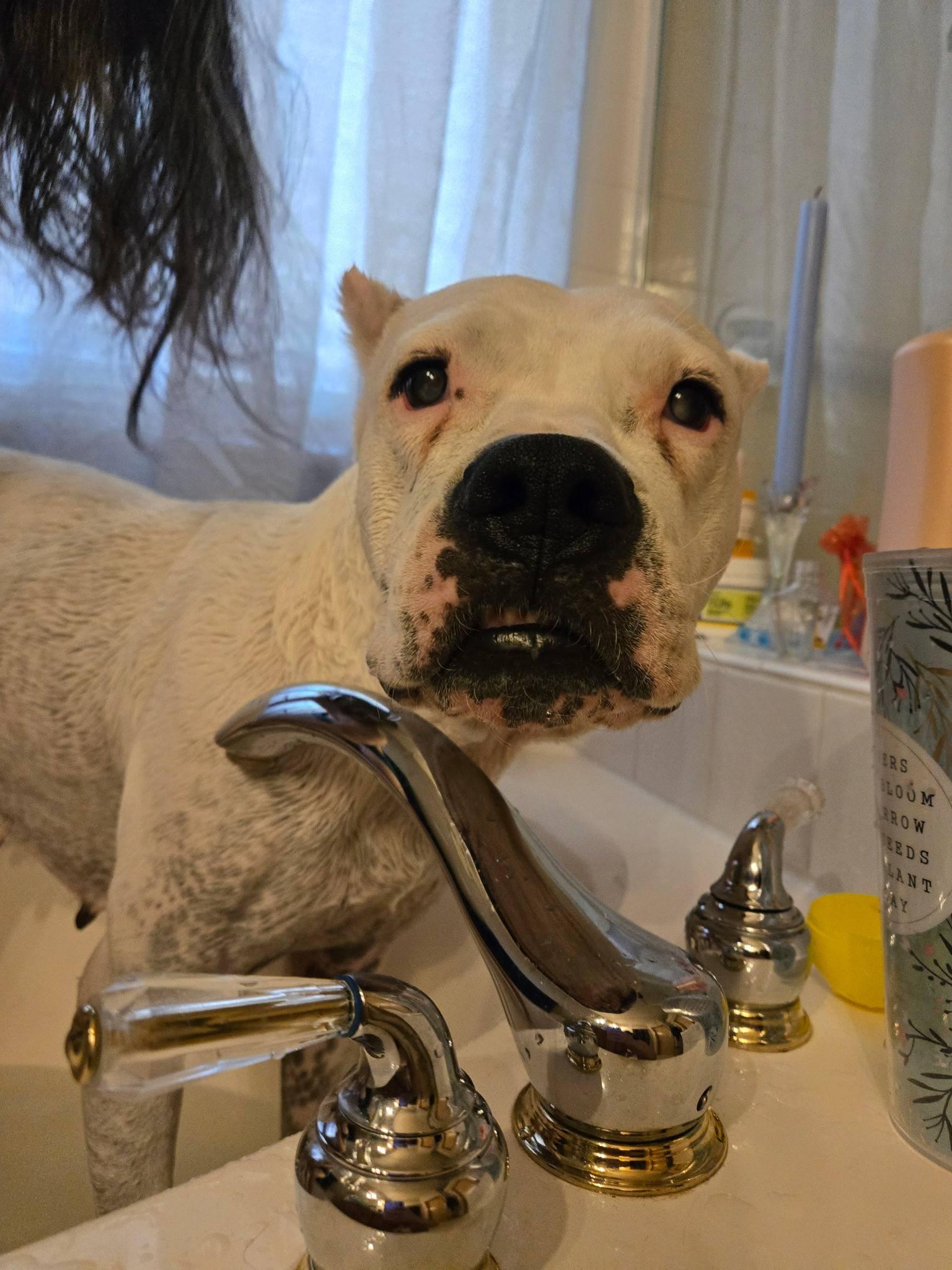Enlarge Misha, a Adoptable Dogo Argentino in Colorado Springs, CO image 1/1
