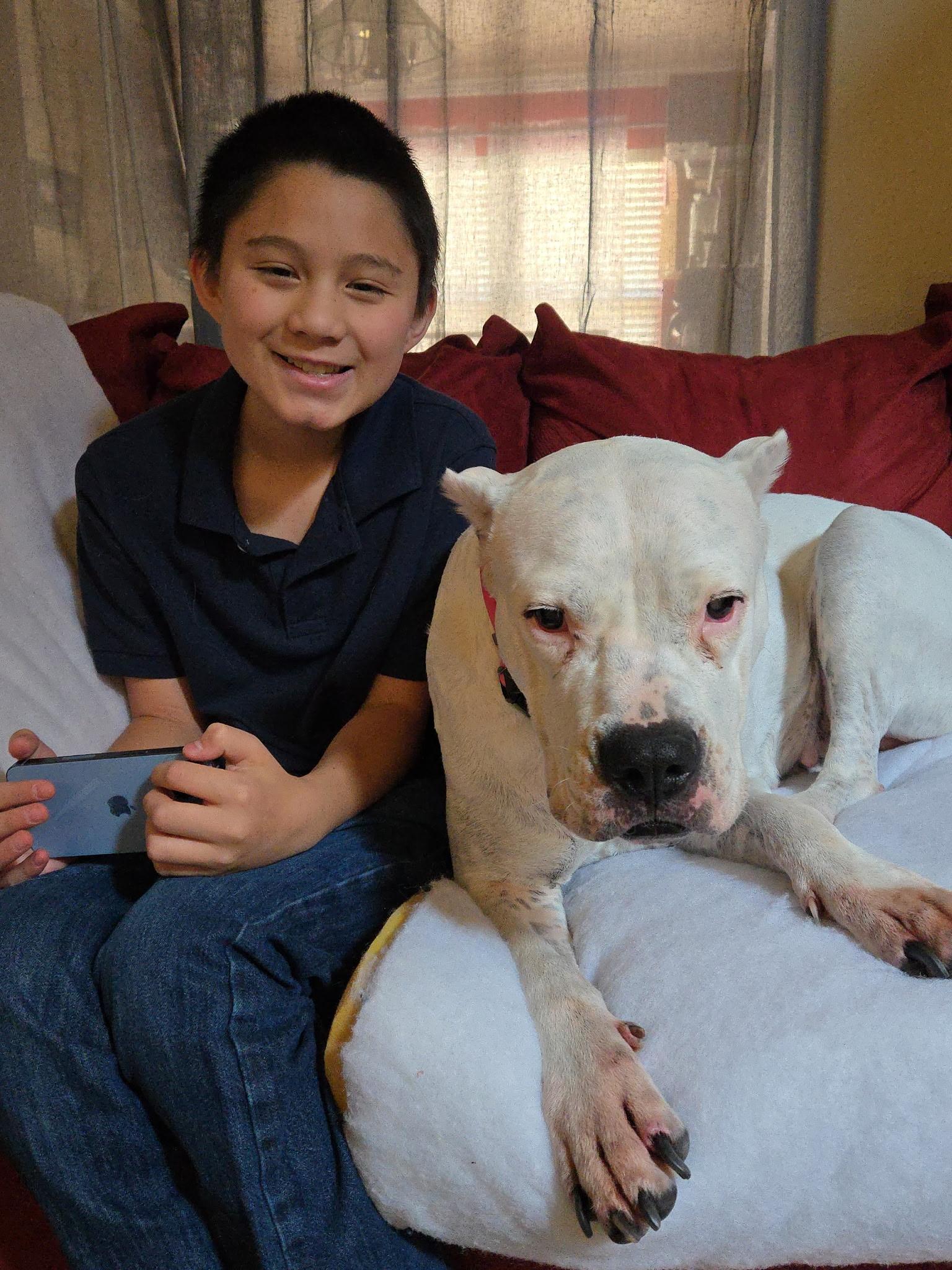 Misha, a Adoptable Dogo Argentino in Colorado Springs, CO image 2/6