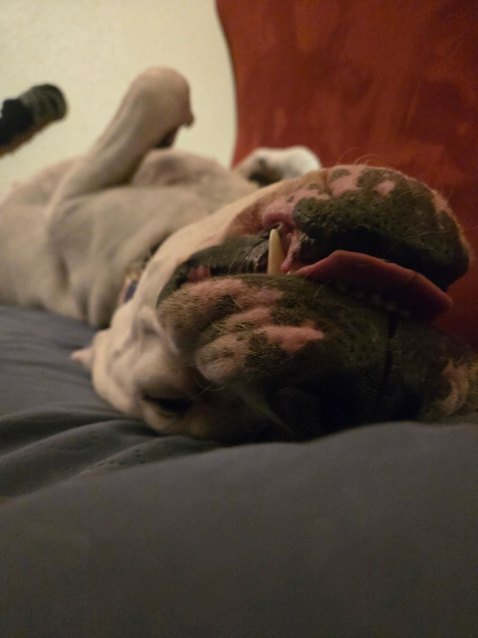Misha, a Adoptable Dogo Argentino in Colorado Springs, CO image 3/6