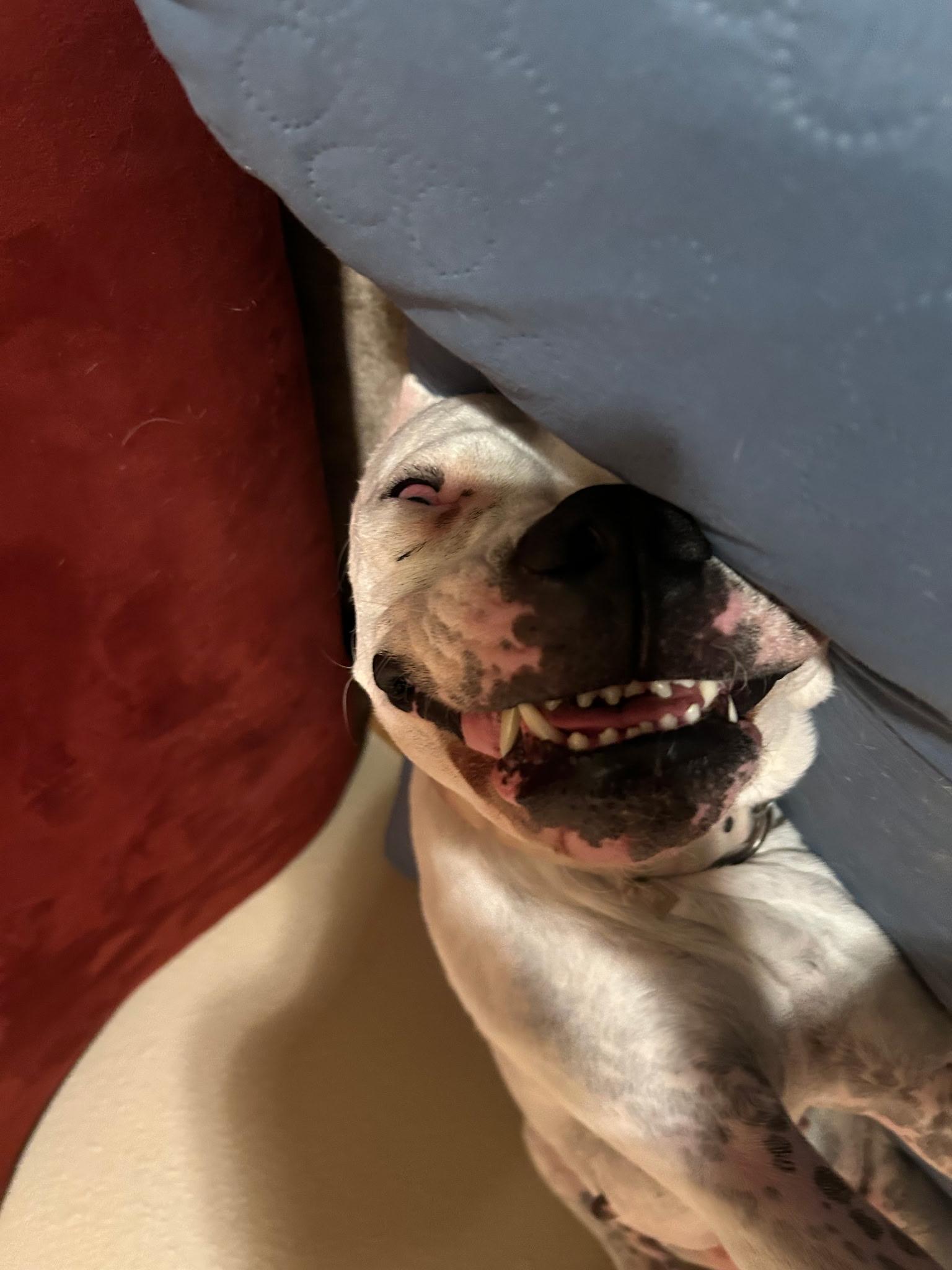 Misha, a Adoptable Dogo Argentino in Colorado Springs, CO image 4/6