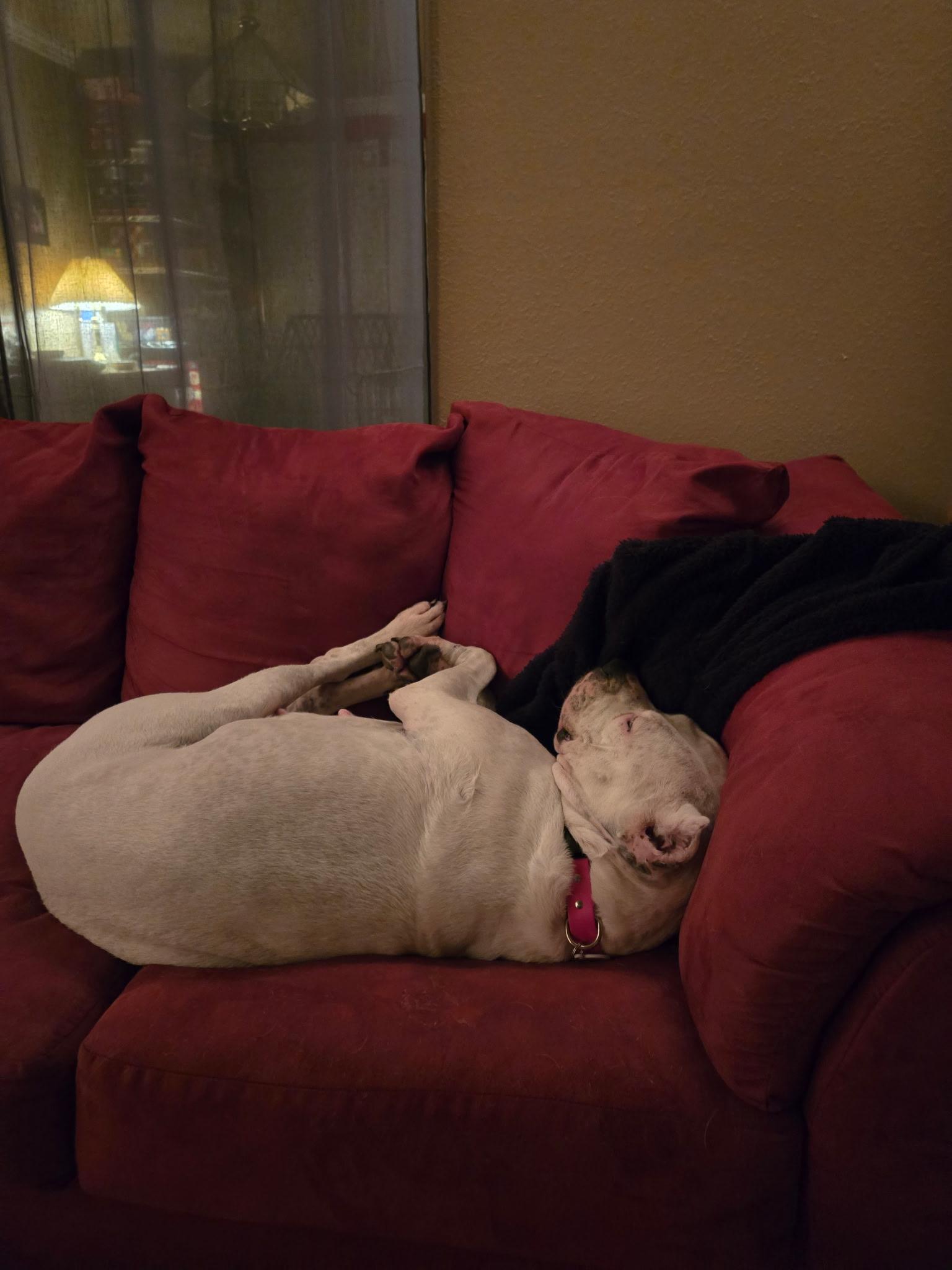 Misha, a Adoptable Dogo Argentino in Colorado Springs, CO image 5/6