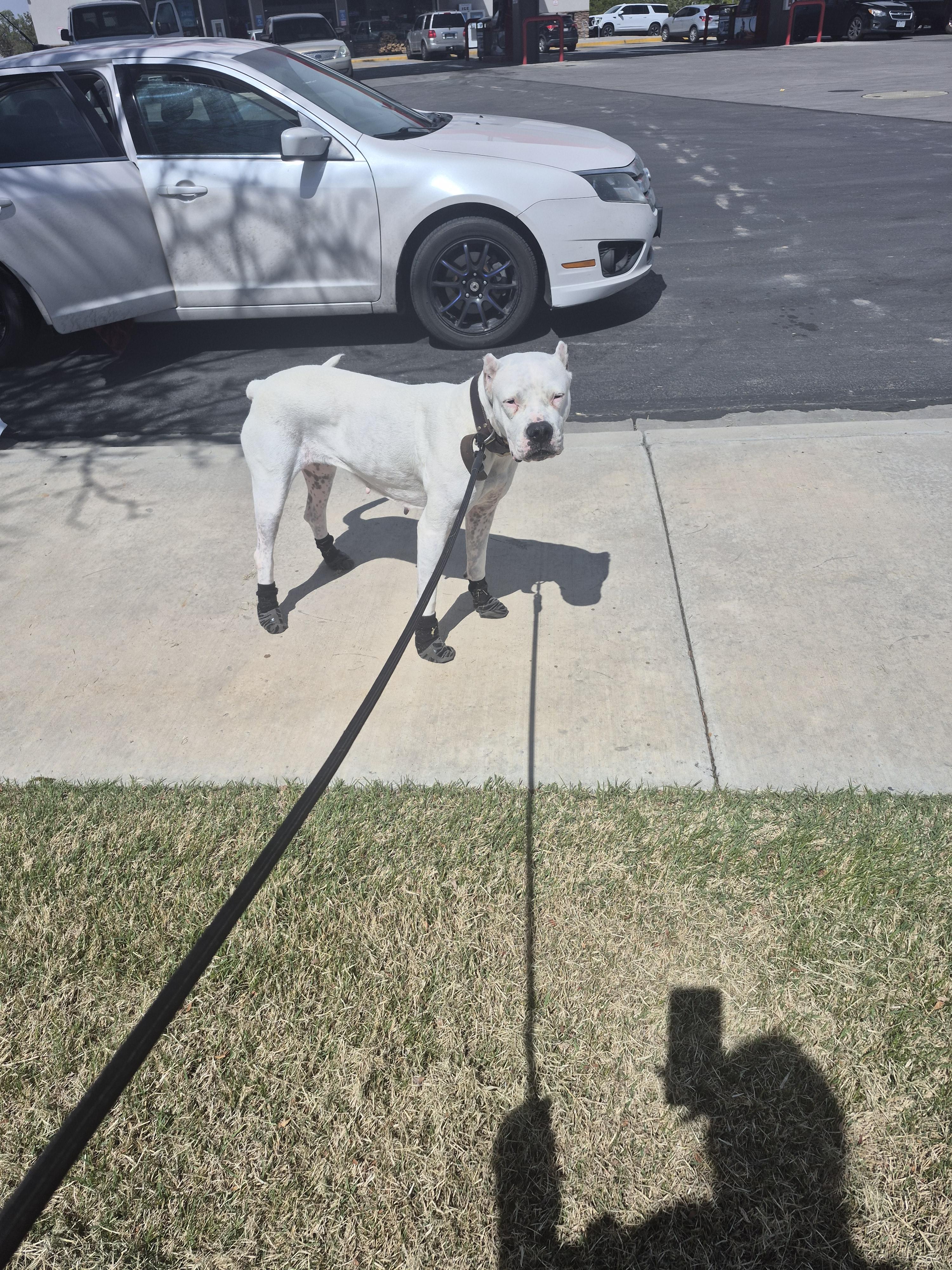 Misha, a Adoptable Dogo Argentino in Colorado Springs, CO image 6/6