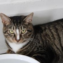 Milky Way, adoptable, Young Male Domestic Short Hair.