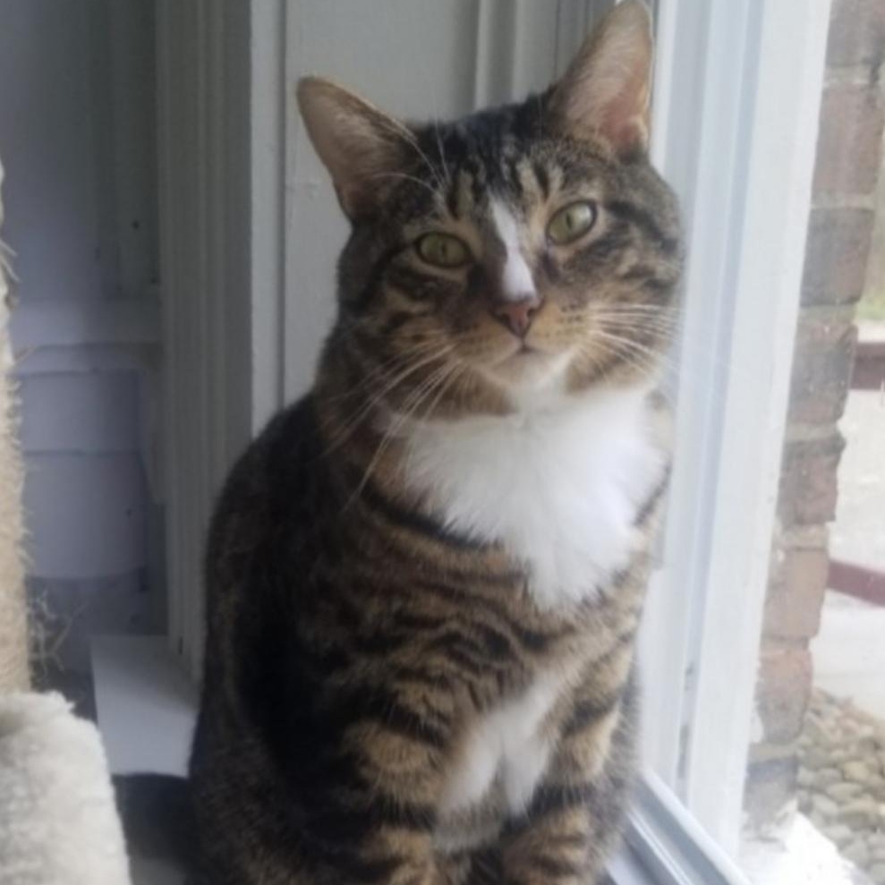 Enlarge Milky Way, an adoptable Domestic Short Hair in Greensburg, PA image 2/5