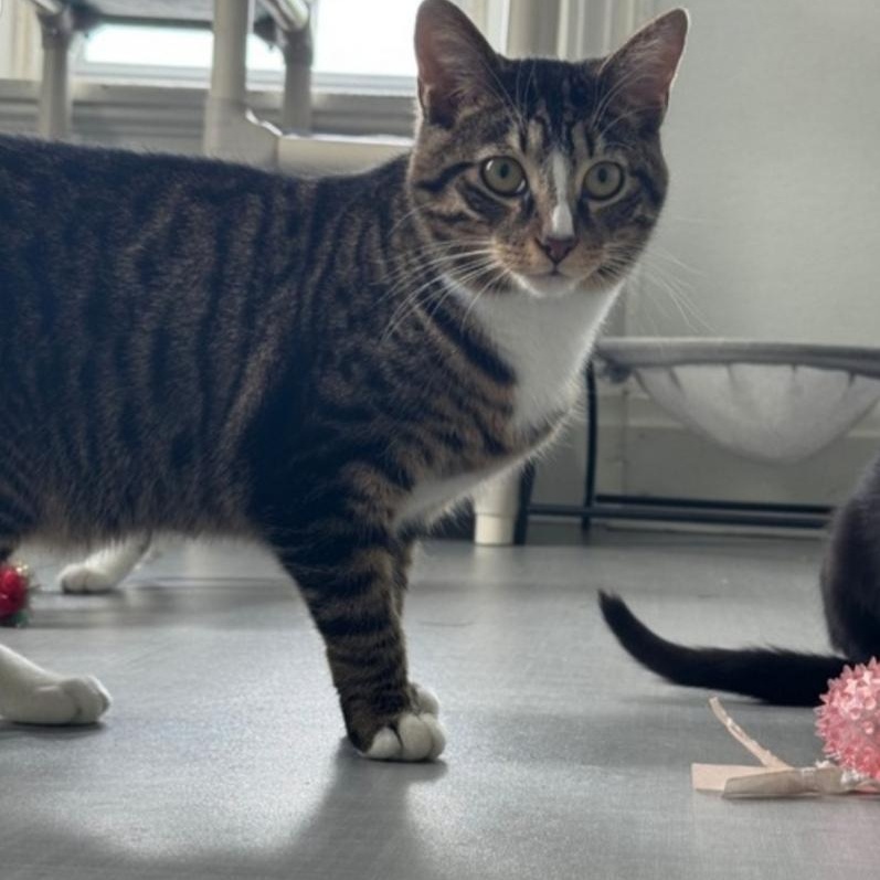 Enlarge Milky Way, an adoptable Domestic Short Hair in Greensburg, PA image 3/5