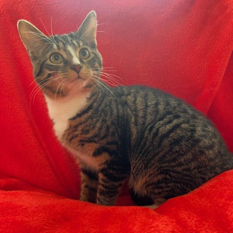 Enlarge Milky Way, an adoptable Domestic Short Hair in Greensburg, PA image 4/4