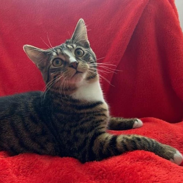 Enlarge Milky Way, an adoptable Domestic Short Hair in Greensburg, PA image 2/4