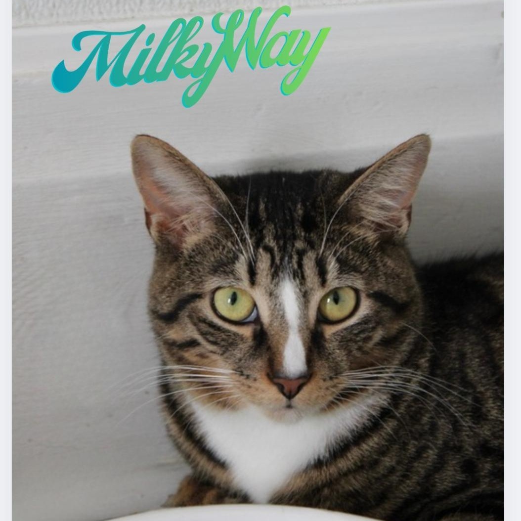 Milky Way, adoptable, Young Male Domestic Short Hair.