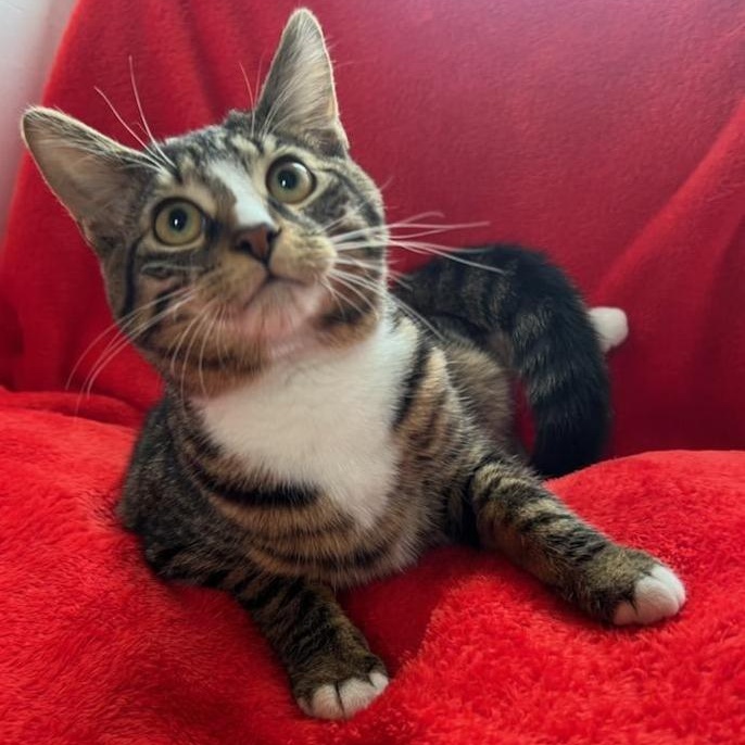 Enlarge Milky Way, an adoptable Domestic Short Hair in Greensburg, PA image 3/4