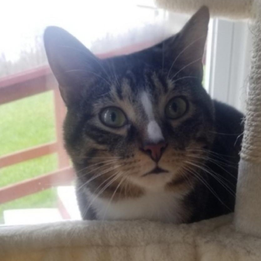 Enlarge Milky Way, an adoptable Domestic Short Hair in Greensburg, PA image 5/5