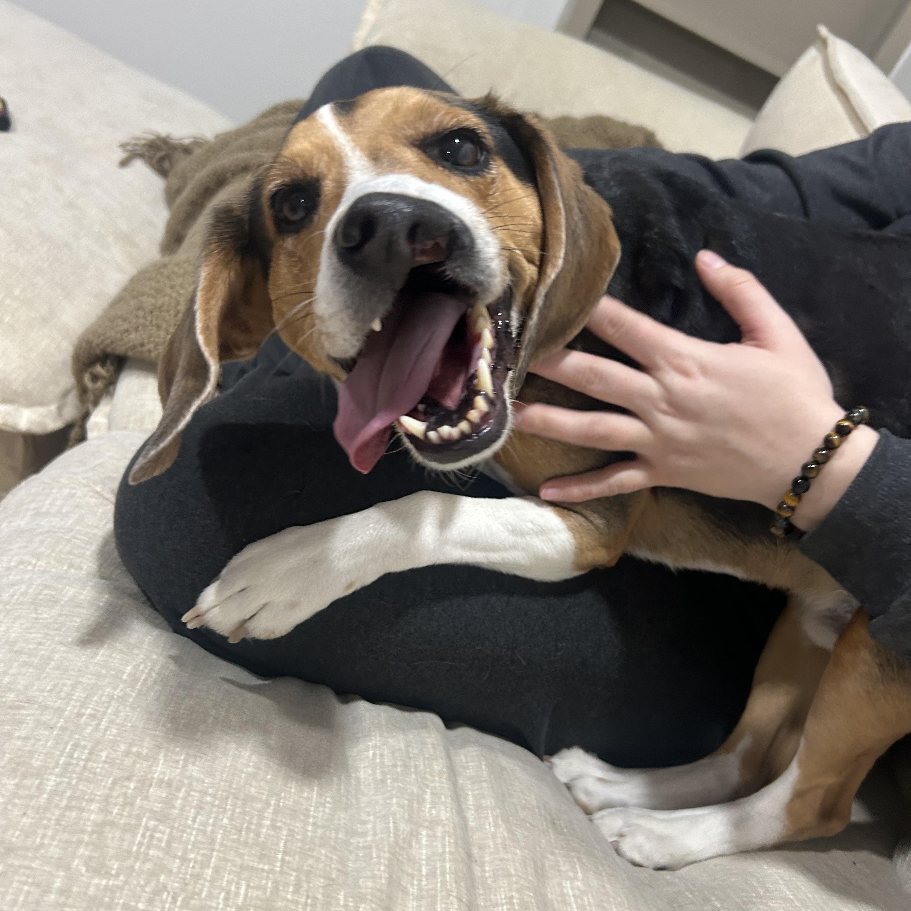 Snortin Norton, Adopted, Adult Male Beagle.