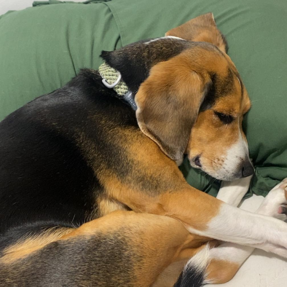 Enlarge Snortin Norton, a Adopted Beagle in Holly, MI image 2/2