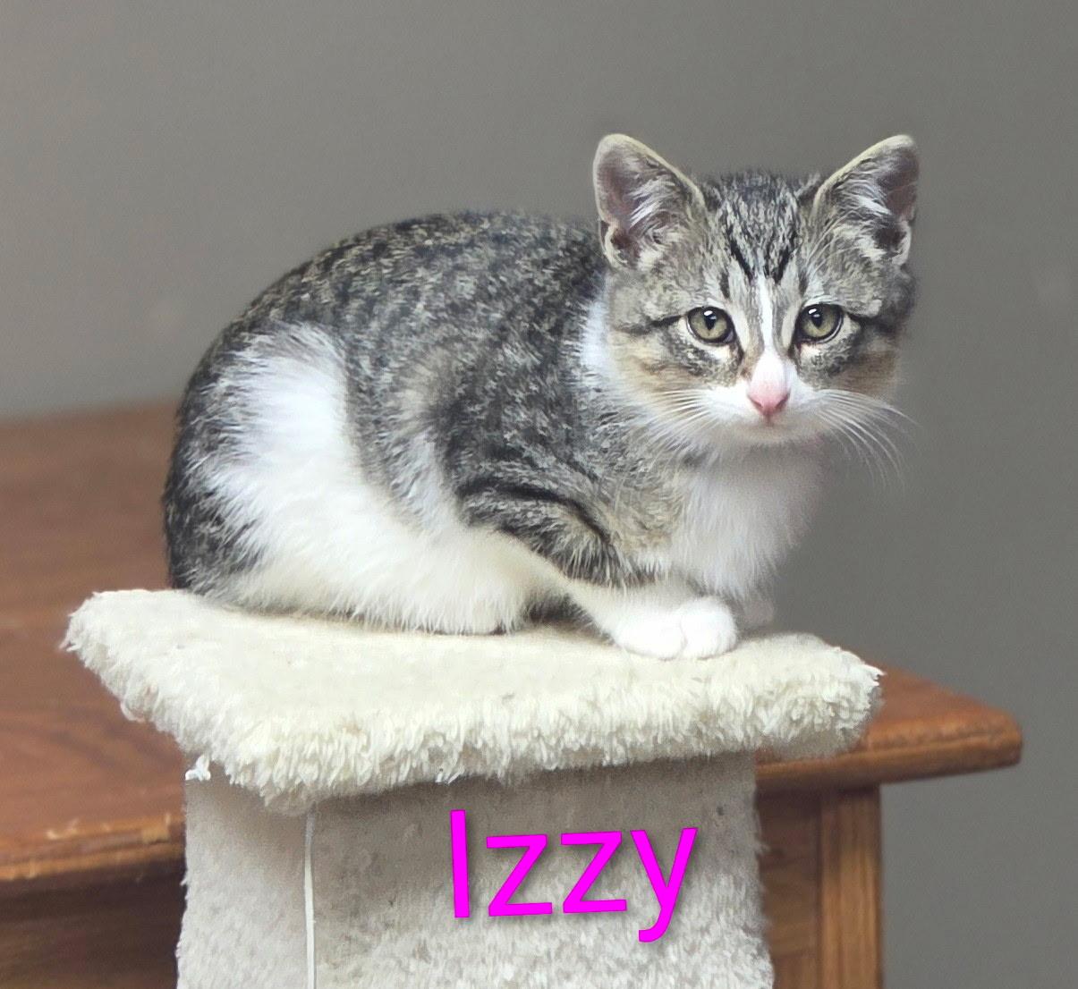 Izzy, Adoptable, Kitten Female Domestic Short Hair.