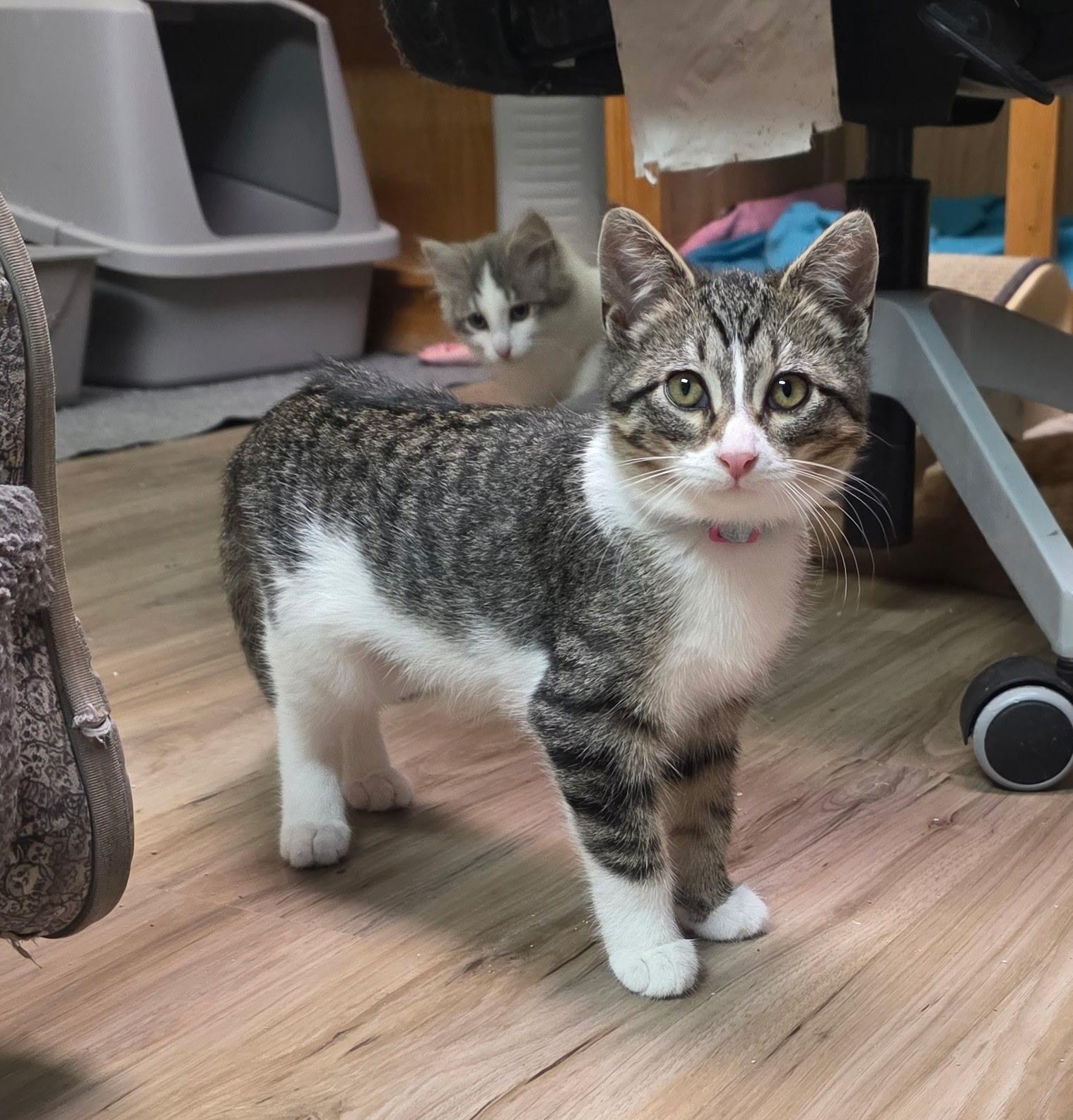 Enlarge Izzy, a Adoptable Domestic Short Hair in Faribault, MN image 2/3