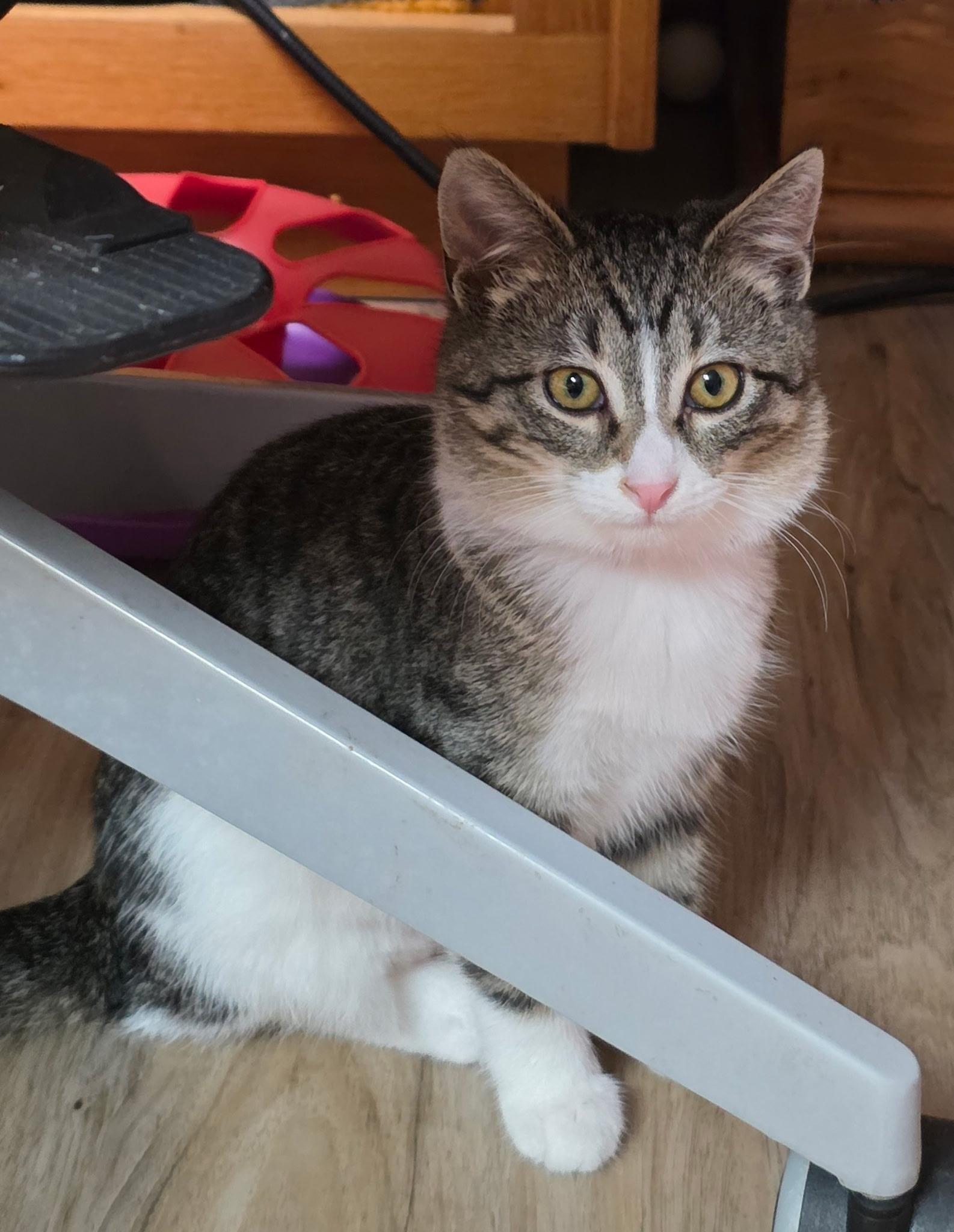 Enlarge Izzy, a Adoptable Domestic Short Hair in Faribault, MN image 3/3