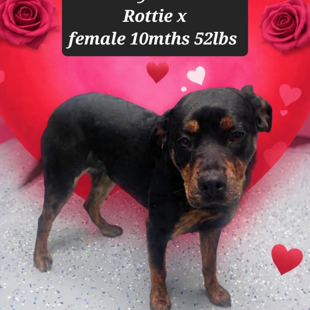 Fancy, Adoptable, Young Female Rottweiler.