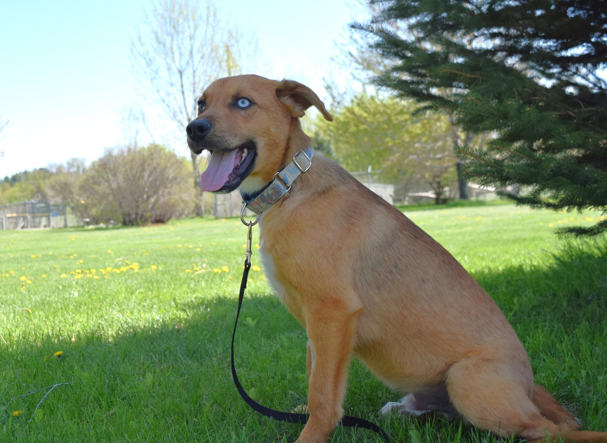 Enlarge Jasper, a ADOPTABLE mixed breed in Tomah, WI image 3/3