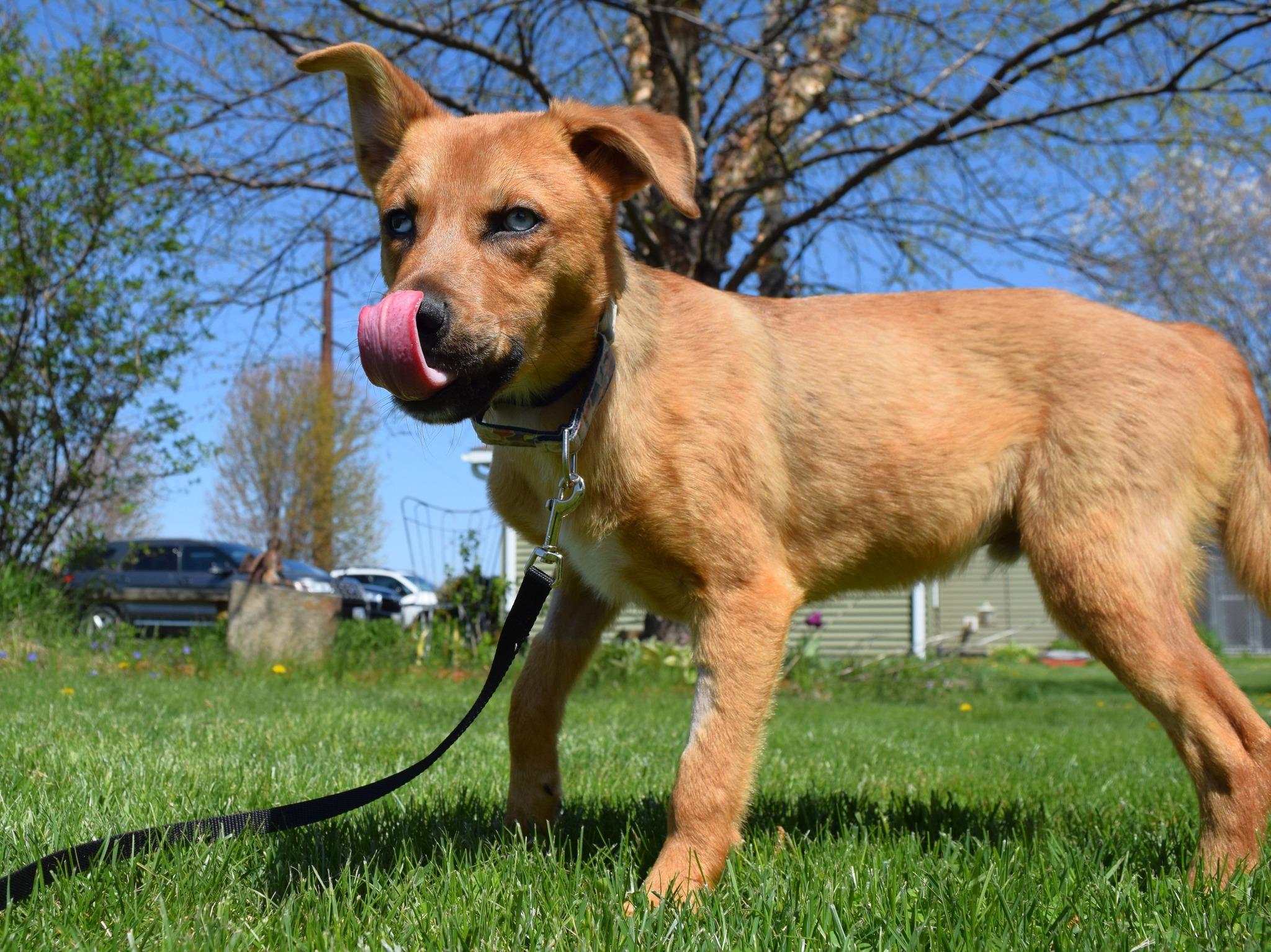 Jasper, ADOPTABLE, Puppy Male Shepherd.