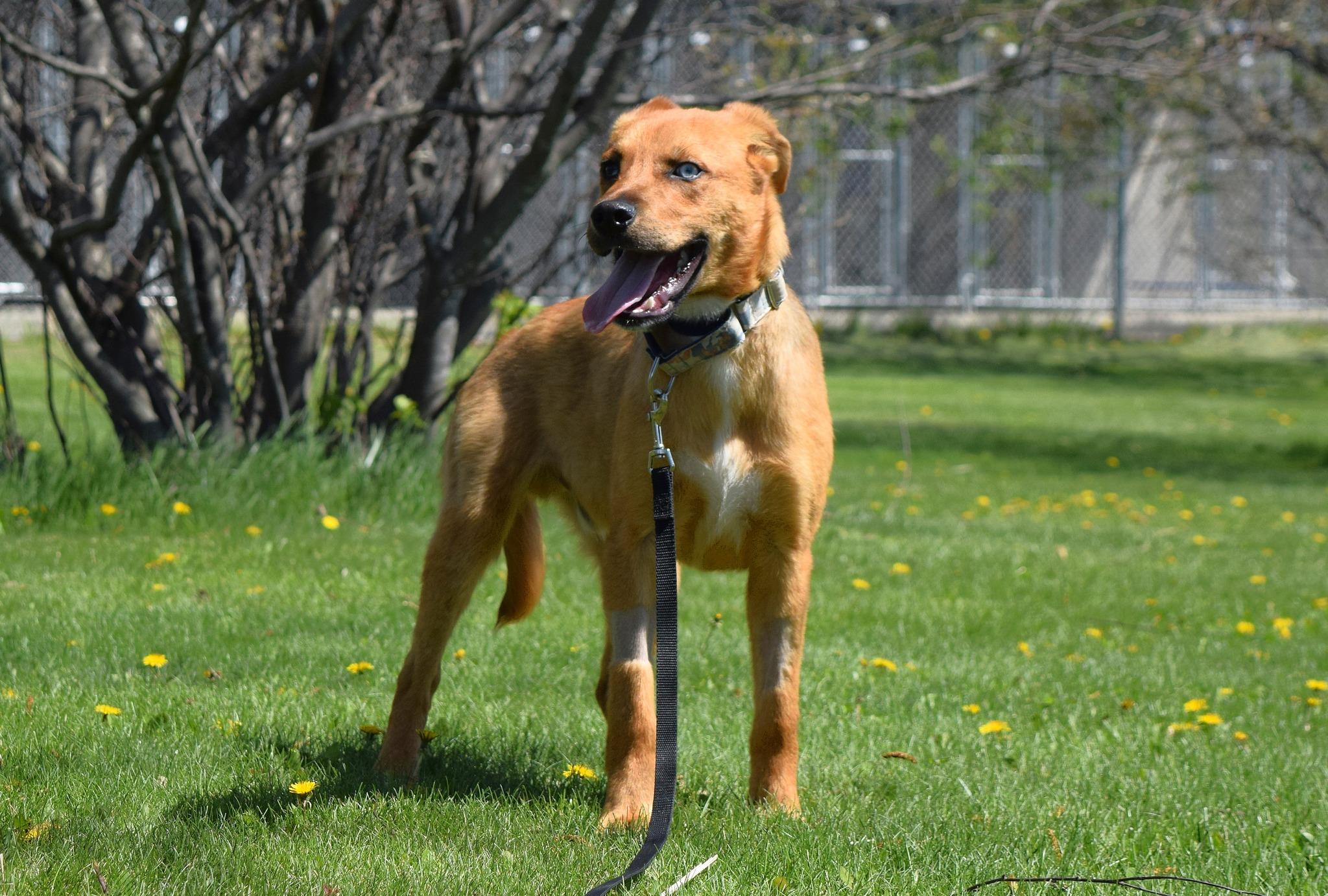 Enlarge Jasper, a ADOPTABLE mixed breed in Tomah, WI image 2/3