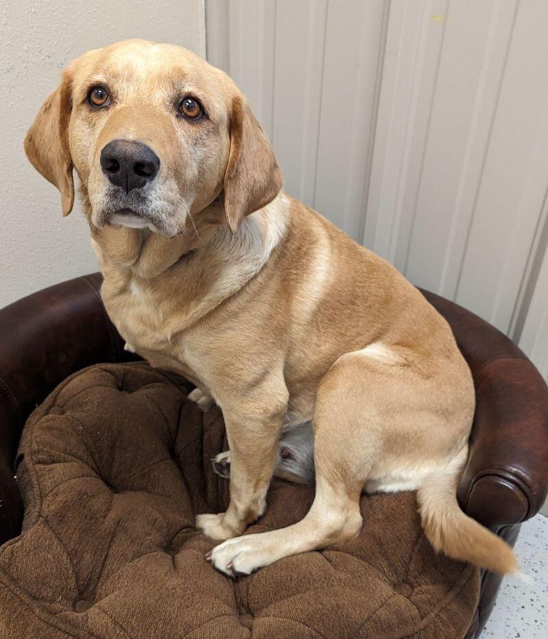 Taylor, a Adoptable Yellow Labrador Retriever in Yankton, SD image 1/5