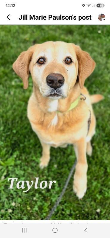 Taylor, a Adoptable Yellow Labrador Retriever in Yankton, SD image 2/5