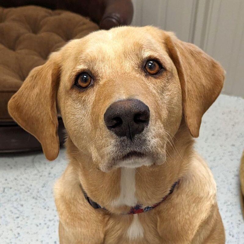 Taylor, a Adoptable Yellow Labrador Retriever in Yankton, SD image 3/5