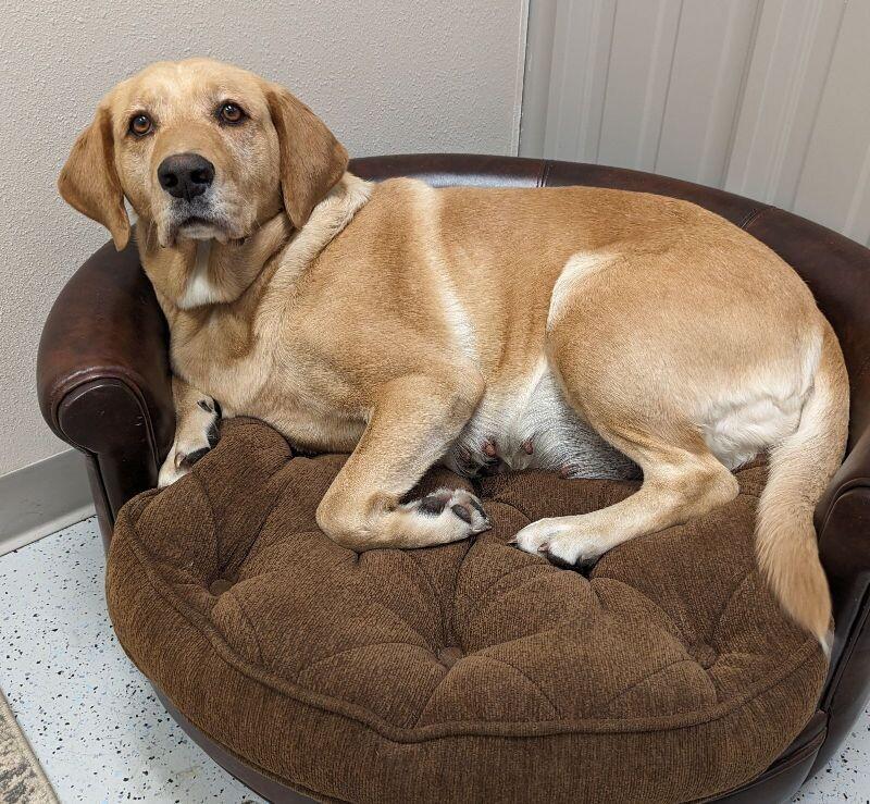 Taylor, a Adoptable Yellow Labrador Retriever in Yankton, SD image 4/5
