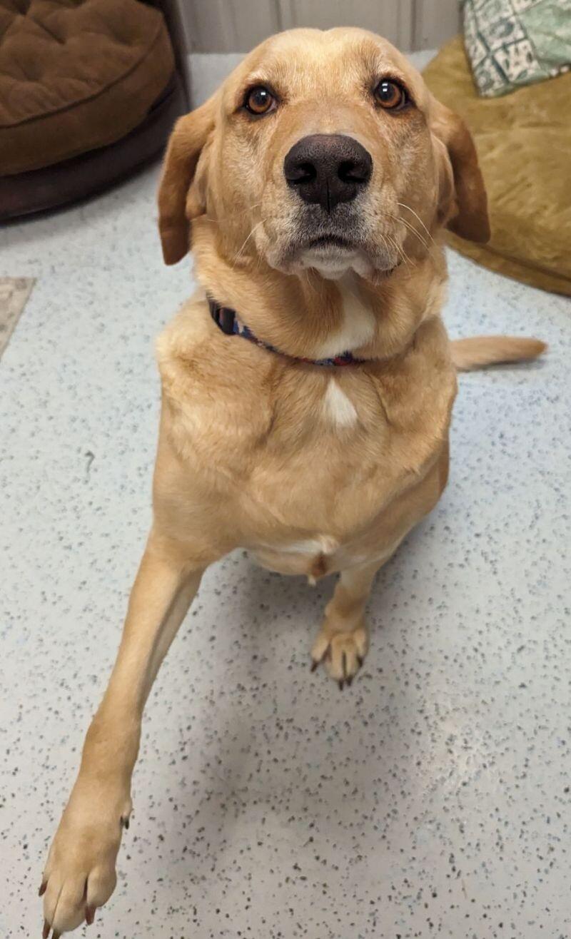 Taylor, a Adoptable Yellow Labrador Retriever in Yankton, SD image 5/5