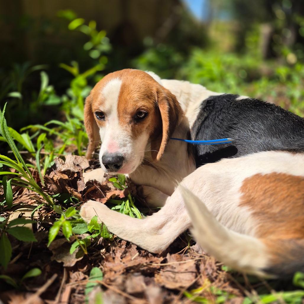 Boone, Adoptable, Adult Male Beagle.