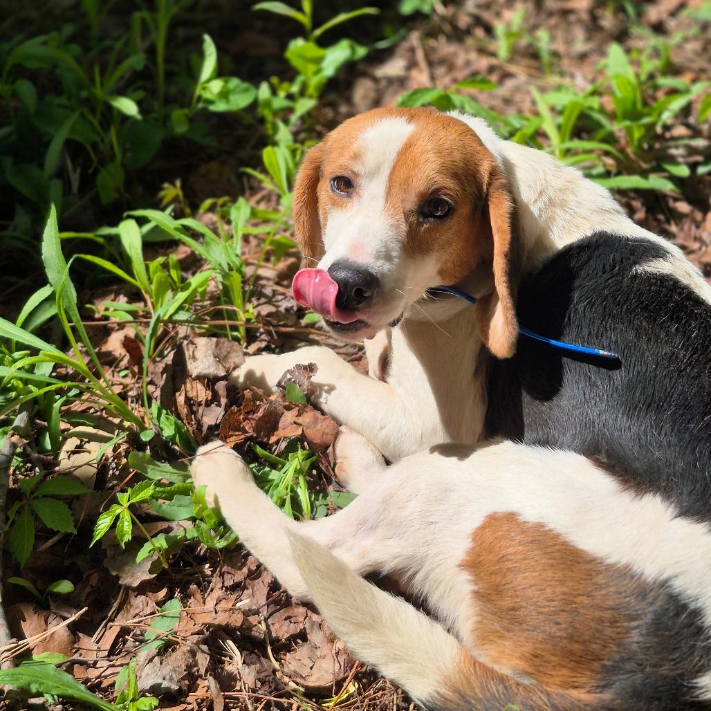 Enlarge Boone, a Adoptable Beagle in Chesapeake, VA image 2/4
