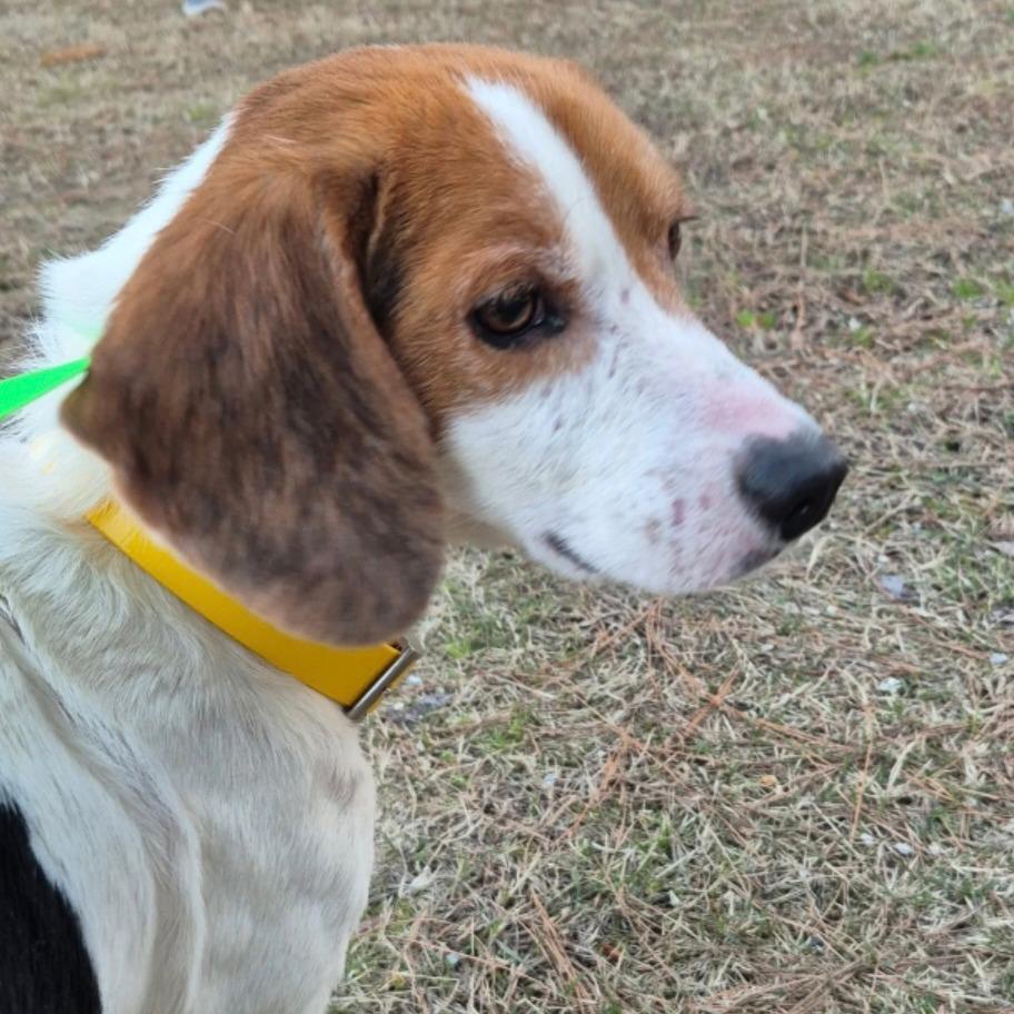 Enlarge Boone, a Adoptable Beagle in Chesapeake, VA image 3/4
