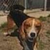 Boone, Adoptable, Adult Male Beagle.