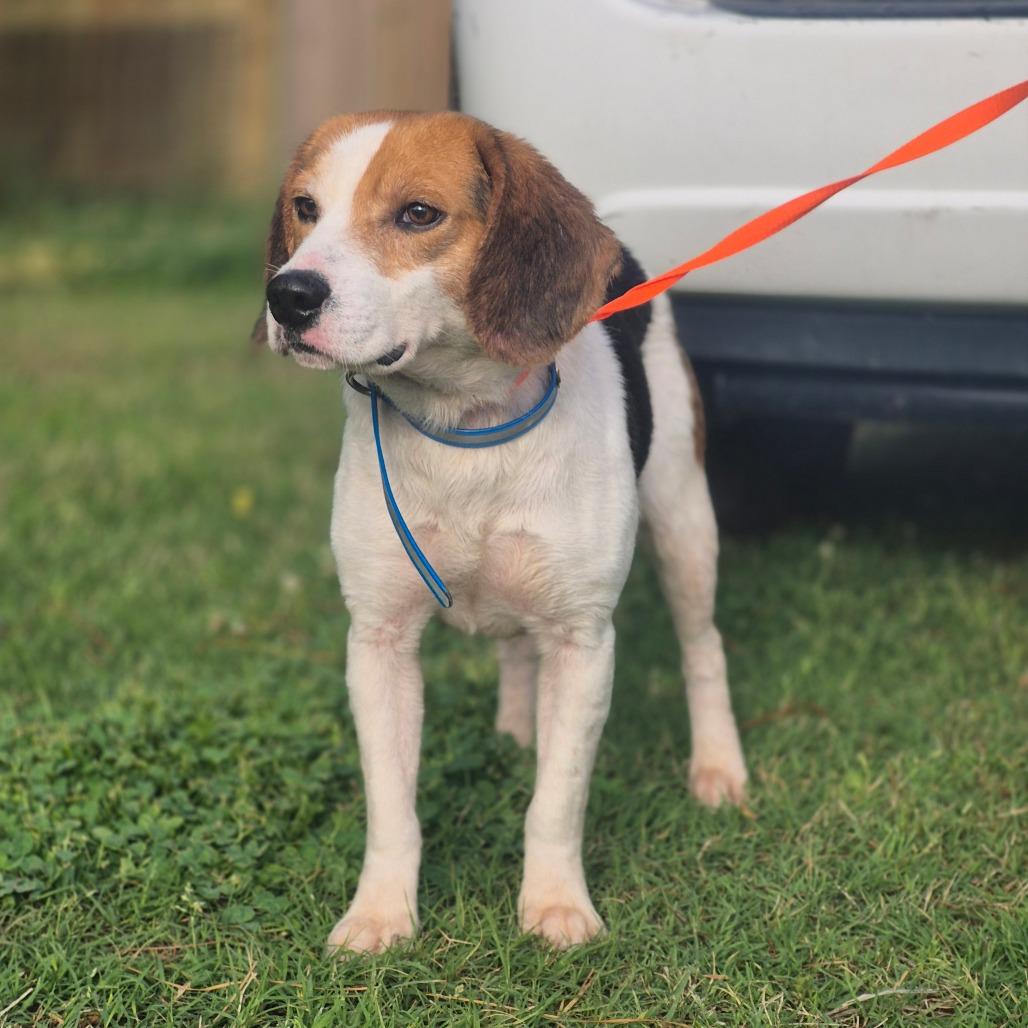 Boone, a Adoptable Beagle in Chesapeake, VA image 3/5