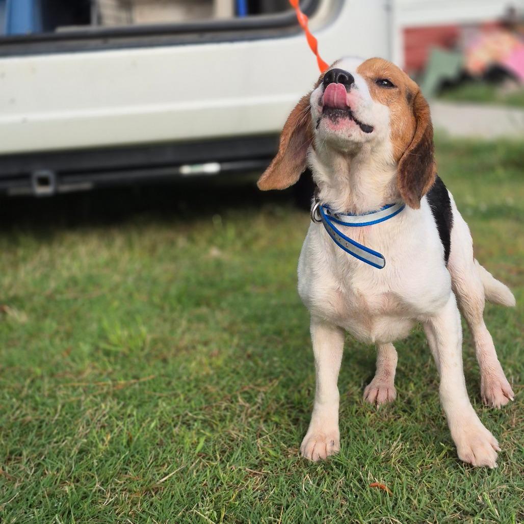Boone, a Adoptable Beagle in Chesapeake, VA image 4/5