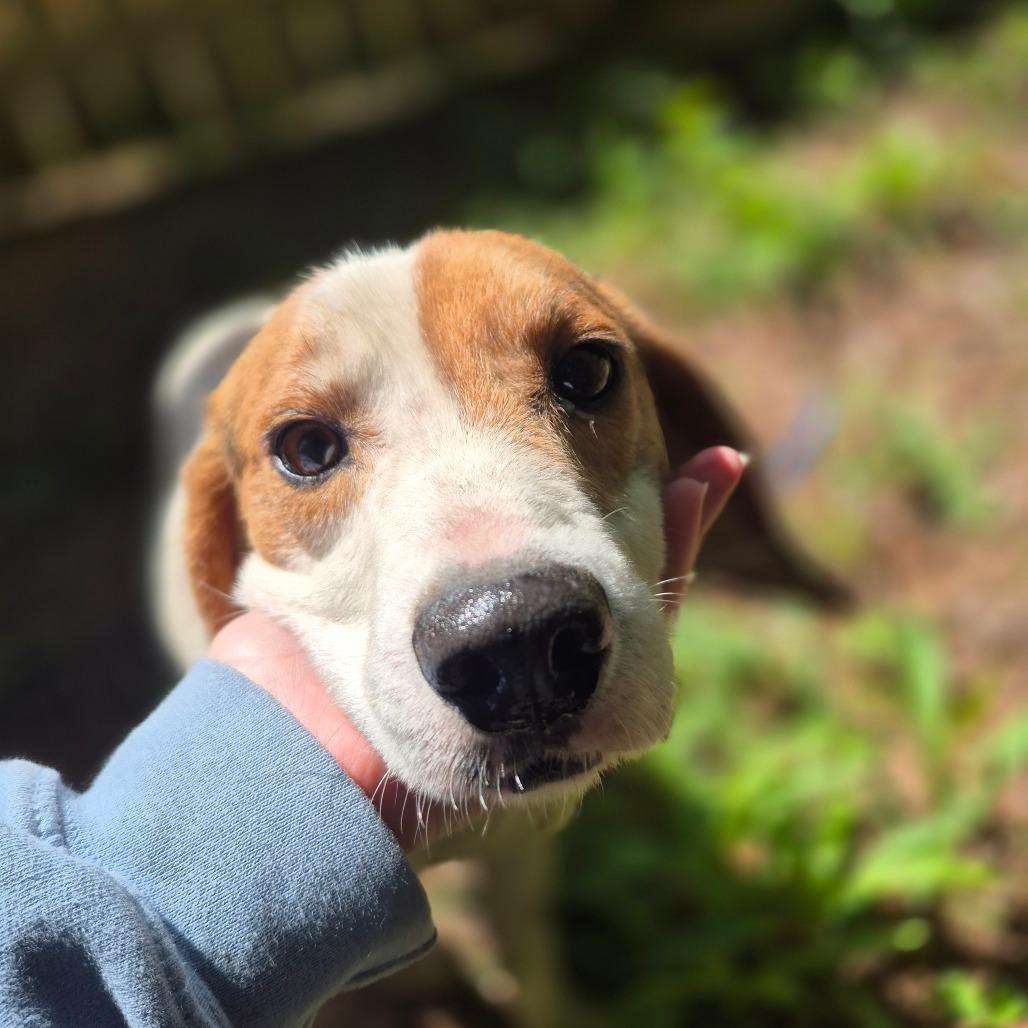 Enlarge Boone, a Adoptable Beagle in Chesapeake, VA image 4/4