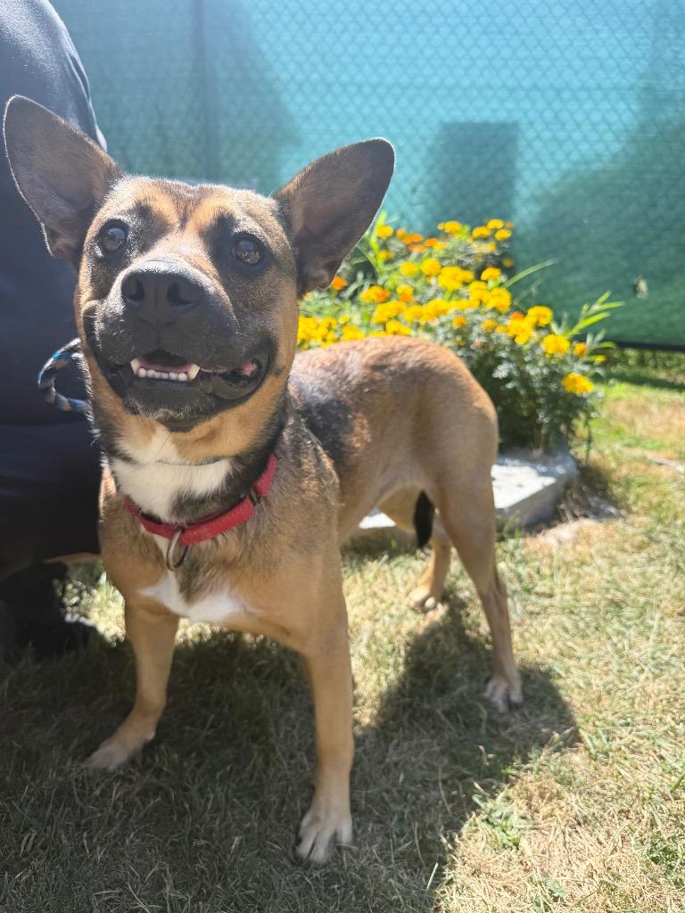 Juno, Adoptable, Adult Female German Shepherd Dog & Mixed Breed.