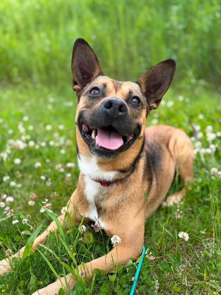Enlarge Juno, a Adoptable mixed breed in Pomona, NY image 2/6