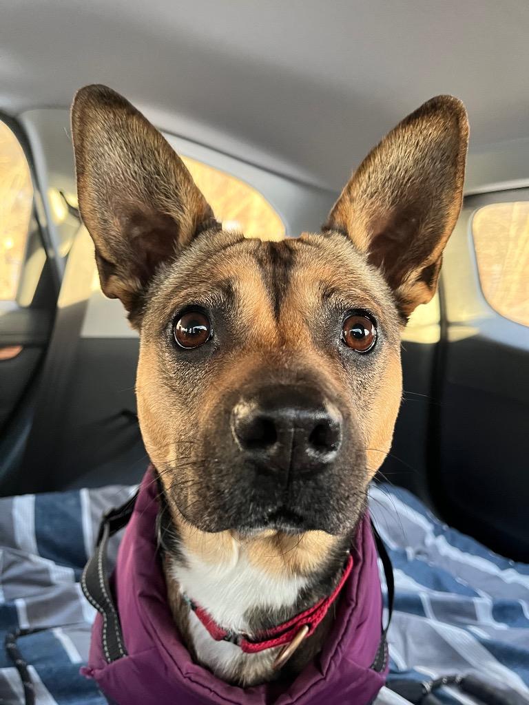 Enlarge Juno, a Adoptable mixed breed in Pomona, NY image 3/6
