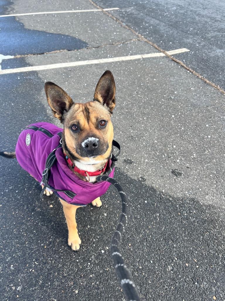 Enlarge Juno, a Adoptable mixed breed in Pomona, NY image 4/6