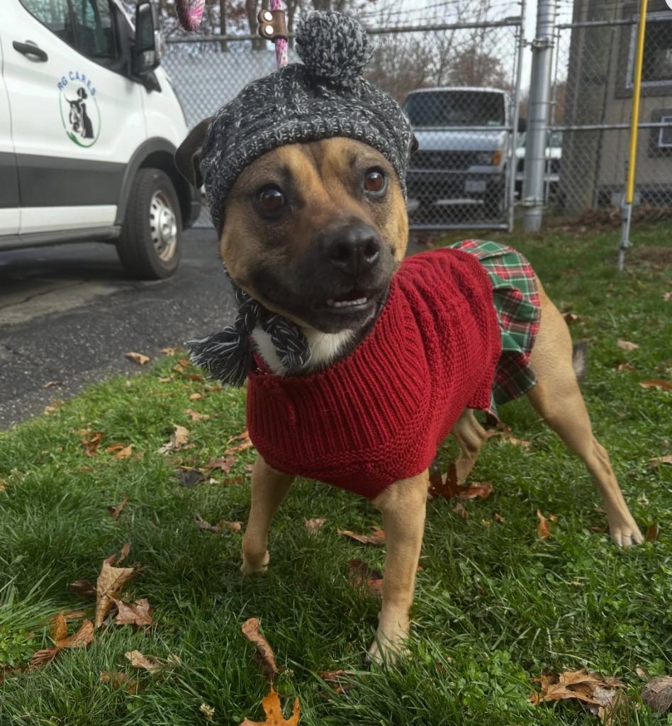 Enlarge Juno, a Adoptable mixed breed in Pomona, NY image 5/6